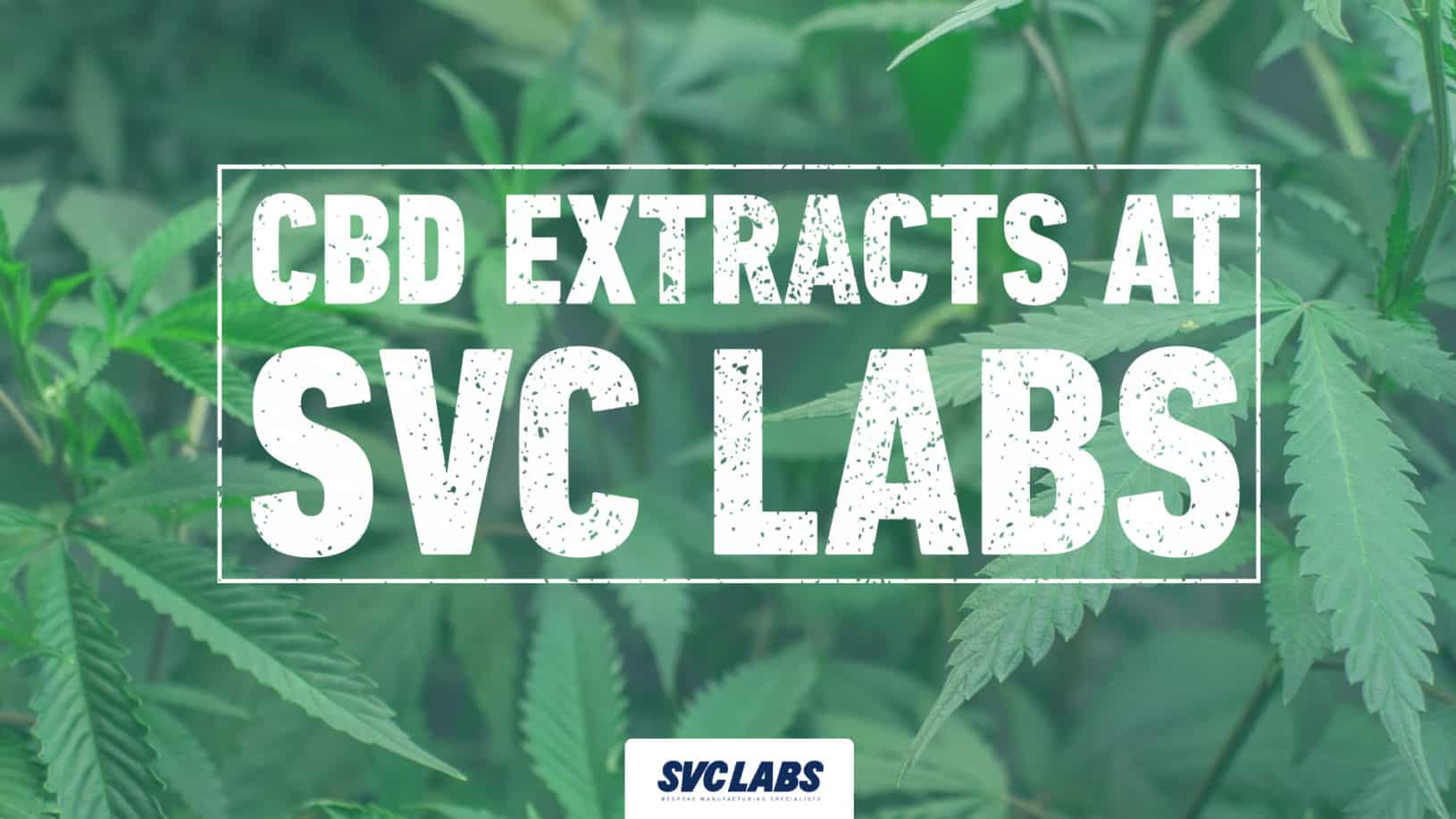 cbd extracts svc labs