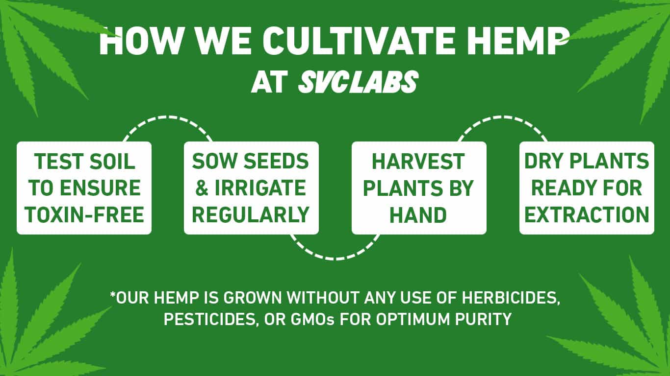 how we cultivate hemp